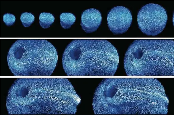  ??  ?? Time-lapse data show an embryo’s cells beginning to transform into organs. Researcher­s developed a microscope that traces embryonic cell