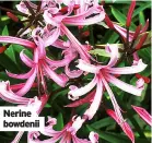  ?? ?? Nerine bowdenii