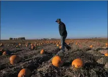  ?? BRITTANY PETERSON — THE ASSOCIATED PRESS ?? Alan Mazzotti walks through one of his pumpkin fields Thursday in Hudson, Colo. For some pumpkin growers in states, this year’s pumpkin crop was a reminder of the water challenges hitting U.S. agricultur­e.