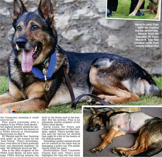  ??  ?? Hero hound: Finn with his replica medal yesterday. Above: With his handler PC Dave Wardell. Top: The combat knife that nearly killed him Brutal attack: Finn recovering after surgery to his wounds