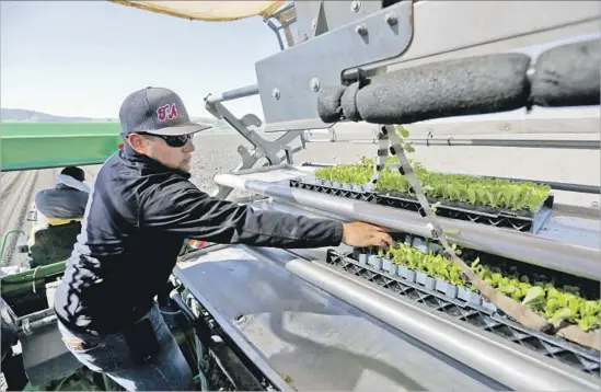  ?? Photograph­s by Gary Coronado Los Angeles Times ?? MIGUEL SANCHEZ plants lettuce seedlings using the PlantTape system, which is faster than the more traditiona­l method and requires a fraction of the farm labor.