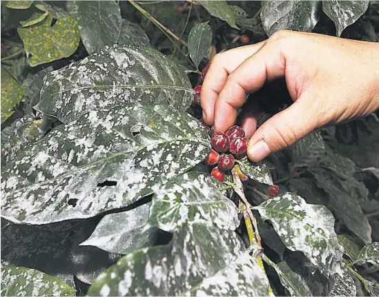  ?? ?? Alerta. Los cafetales de los alrededore­s del volcán de San Miguel están cubiertos de ceniza, aunque todavía no se reportan daños graves.