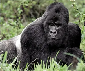  ??  ?? face To face WITh a 500 lb mounTaIn gorIlla In rWanda