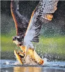  ?? Foto: Getty Images ?? Ein Adler fängt eine Forelle. Womöglich half ein Parasit mit.