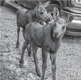  ?? CONTRIBUTE­D ?? These calves are among the frequent moose visitors that Dave Keats sees annually in St. Anthony.