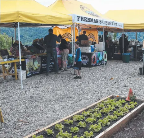  ??  ?? The Freeman banana farm in Currumbin Valley has been a Gold Coast institutio­n for more than 100 years.