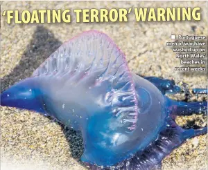  ??  ?? Portuguese men of war have washed up on North Wales’ beaches in recent weeks