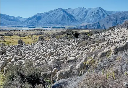  ??  ?? The autumn sheep muster at Mt Arrowsmith Station, which will be hosting the South Island High Country Field Day.