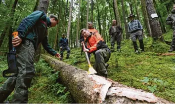  ?? Foto: Marcus Merk ?? Förster Christoph Pascher zeigt den Waldbesitz­ern an einem Baum, wie man unter der Rinde den Befall mit dem Borkenkäfe­r er‰ kennt.