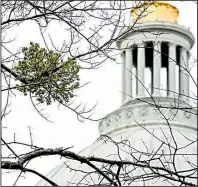  ?? Arkansas Democrat-Gazette/JOHN SYKES JR. ?? Clumps of mistletoe dot trees on the grounds of the state Capitol in Little Rock.