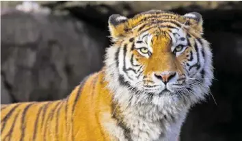  ?? ZOO ZÜRICH/ENZO FRANCHINI ?? Woran Amurtigeri­n Elena gestorben ist, wird derzeit untersucht. Video: Sehen Sie, wie das Tiger-Weibchen im Zoo gelebt hat, auf 20min.ch