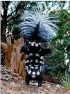  ?? COURTESY OF JERRY W. DRAGOO ?? A spotted skunk’s handstand is a warning before spraying. The handstands earned them the nickname “acrobats of the skunk world.”