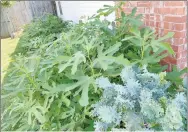  ?? ?? This photo shows kale in the foreground and fig trees next to the house. Chad and Valerie Sisco of Farmington, along with Daniel Sisco, have a business called the American Fig Company. They hope to show people that it doesn’t take a lot of space to grow fruits and vegetables.