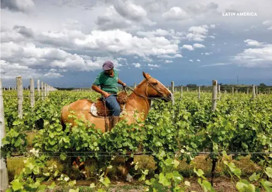  ??  ?? ABOVE: Horse rider in the Finca Piedra vineyards, San Jose