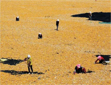  ?? Foto: Reuters/Stringer ?? Chinesisch­e Bauern trocknen frisch geerntete Maiskolben auf einem Feld.