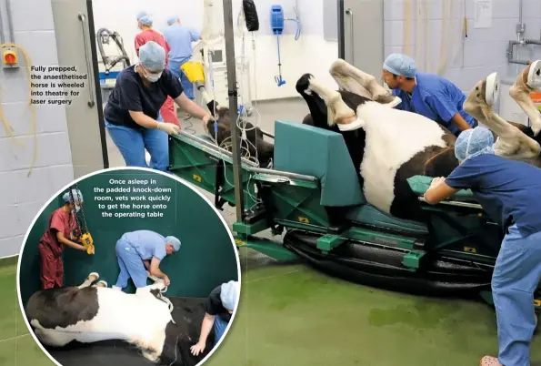  ??  ?? Fully prepped, the anaestheti­sed horse is wheeled into theatre for laser surgery Once asleep in the padded knock-down room, vets work quickly to get the horse onto the operating table