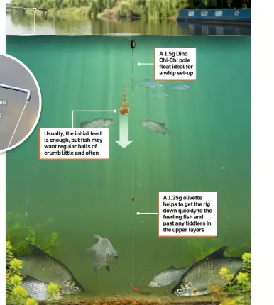  ??  ?? Having the tubing hanging over, helps prevent tangles Usually, the initial feed is enough, but fish may want regular balls of crumb little and often A 1.5g Dino Chi-Chi pole float ideal for a whip set-up A 1.25g olivette helps to get the rig down...