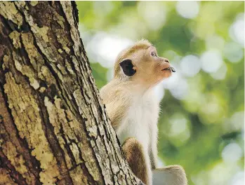  ??  ?? Top, elephants have the right of way in Sri Lanka and its not unusual to see domesticat­ed ones strolling down busy streets. Above, toque macaques are not shy in leaving the trees to steal lunch from unsuspecti­ng tourists.