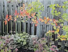  ??  ?? Stretching out over a ground cover of dwarf hydrangeas, the brilliant red leaves of our black gum tree really warm an autumn day.