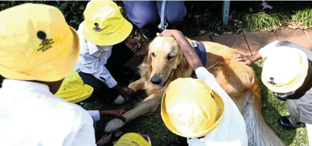  ?? ?? A therapy dog laps up the attention as pupils interact with him at Casa do Sol School.