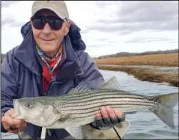  ?? Submitted Photo ?? Ed Lombardo with a striped bass caught fly fishing on Narrow River Sunday. Ed said, “The water was crystal clear.”