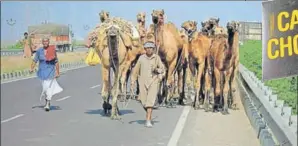  ?? ISTOCK ?? ■ Nomads in Bhuj, Gujarat, struggle to sell camels at fairs. Grazing land is harder to find. But selling camel milk for massproduc­ed chocolate may help keep the community afloat.