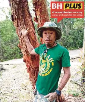 Khasiat Pokok Kelat Di Gunung Jerai Pressreader