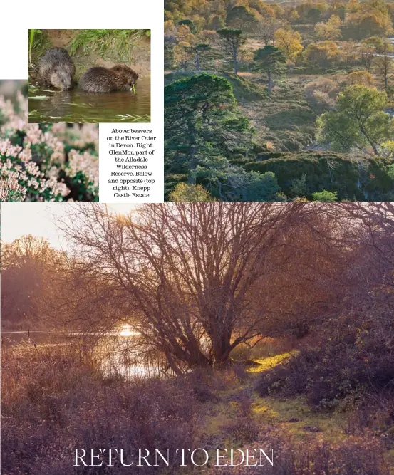  ??  ?? Above: beavers on the River Otter in Devon. Right: Glenmor, part of the Alladale Wilderness Reserve. Below and opposite (top right): Knepp Castle Estate