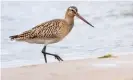  ??  ?? Bar-tailed godwits shrink their internal organs to lighten the load on long flights. Photograph: Juan Carlos Martinez Salvadores/Alamy