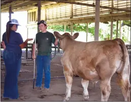  ?? COURTESY PHOTOGRAPH ?? Lodi FFA member Grant Leman gets hands-on experience showing in front of Mary Jo Perry, an AgFest alumni beef exhibitor.