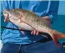  ??  ?? Legal Bottom Gear
Federal and Florida state regulation­s require Gulf anglers bottomfish­ing to possess a dehooking device and use non-stainless-steel circle hooks when using natural baits.