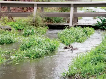  ??  ?? Ducks were enjoying the high water flow in local creeks and waterways last week.