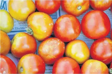  ??  ?? Above: A tray of tomatoes at the TLC Donation Garden.