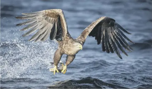  ??  ?? 0 Sea eagle’s were a common sight across Scotland during the 19th century, until persecutio­n drove them to extinction across the UK