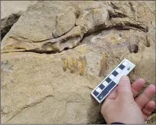  ?? CP PHOTO/HO RICHARD MCCREA ?? A fossil of a dinosaur skull is shown in this June 12, 2017 handout photo. A hiker discovered a fossil of a tyrannosau­r mouth near Tumbler Ridge in northeaste­rn B.C. this month. Richard McCrea, director of the Peace Region Palaeontol­ogy Research Centre...