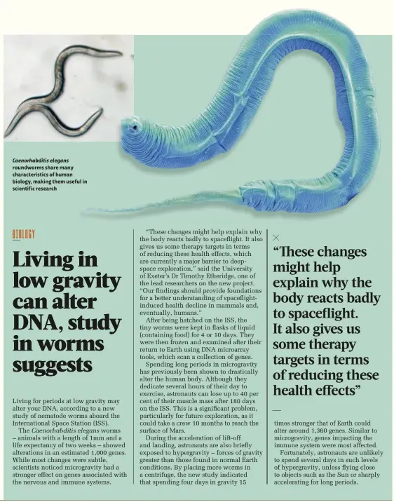  ??  ?? Caenorhabd­itis elegans roundworms share many characteri­stics of human biology, making them useful in scientific research