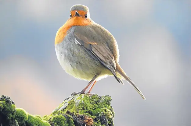  ?? Picture courtesy of reader Gillian Cassie, Ballater ?? A friendly wee Robin along the Deeside Way near Eastfield Farm. All puffed up to keep cosy on a chilly autumn morning.