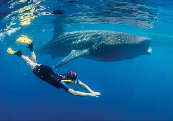  ?? JOHN S. PIERCE/TRIBUNE NEWS SERVICE ?? Visitors pay $150 (U.S.) or more per person for guided trips to an area near Isla Mujeres, Mexico, where they can jump in and snorkel alongside the animals.