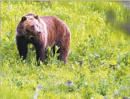  ?? Jim Urquhart Associated Press ?? GRIZZLY BEARS in areas around Yellowston­e and Glacier national parks have recovered from the threat of extinction, the U.S. Fish and Wildlife Service says.