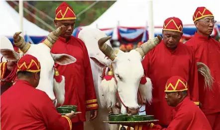  ?? — AP ?? Annual rite: Officials dressed in traditiona­l attire presenting the oxen with a tray of food choices during the royal ploughing ceremony in Bangkok.