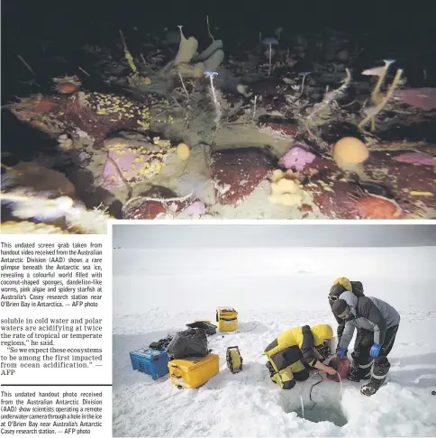  ??  ?? This undated screen grab taken from handout video received from the Australian Antarctic Division (AAD) shows a rare glimpse beneath the Antarctic sea ice, revealing a colourful world filled with coconut-shaped sponges, dandelion-like worms, pink algae...