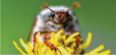  ?? Foto: dpa ?? Der Maikäfer ist ein Symbol des Frühlings. Früher waren sie fast eine Plage, dann fast ausgestorb­en heute aber wieder häufiger zu sehen.