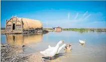  ?? HUSSEIN FALEH / AFP ?? Chibayish. Varios gansos nadan en las marismas en el sur de Irak.