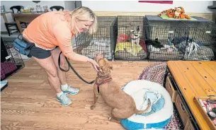  ?? RICHARD GRAULICH/PALM BEACH POST/TRIBUNE NEWS SERVICE ?? Wendy Derhak greets Dash at her home in Jupiter, Fla., where the Pet Cottage is located.