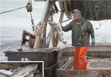  ?? AP FILE PHOTOS ?? STRUGGLING INDUSTRY: Elijah Voge-Meyers fills a crate with cod on a trawler off Hampton Beach, N.H., in the Gulf of Maine in April 2016.