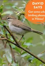  ??  ?? DAVID SAYS Get some urban birding pleasure in Vilnius!