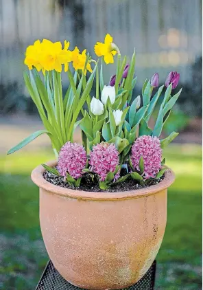  ?? THERESA FORTE SPECIAL TO TORSTAR ?? One of this year’s spring planters, filled with locally grown potted bulbs purchased at drive-thru flower stands, enjoying the balmy weather.