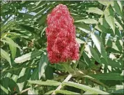  ?? WALTER REEVES FOR THE ATLANTA JOURNAL-CONSTITUTI­ON ?? Staghorn sumac berries are densely covered with red fuzz, which makes them easy for birds to spot and consume.