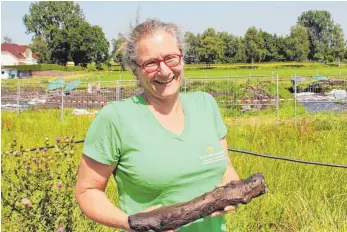  ?? SZ-FOTO: ANNETTE GRÜNINGER ?? So manchen spannenden Fund haben Archäologi­n Dr. Renate Ebersbach und ihr Team schon von Bad Buchaus künftigem Baugebiet Neuweiher II zu Tage gefördert: Auch ein Stück Holz mit einem jahrtausen­dealten Biberbiss ist dabei.