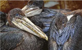  ?? Houston Chronicle file ?? Oil-covered brown pelicans wait to be cleaned at a bird rehabilita­tion center in Buras, La.